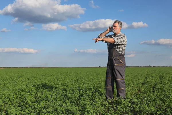 Agricoltore Agronomo Nel Campo Delle Piante Trifoglio Che Indica Parla — Foto Stock