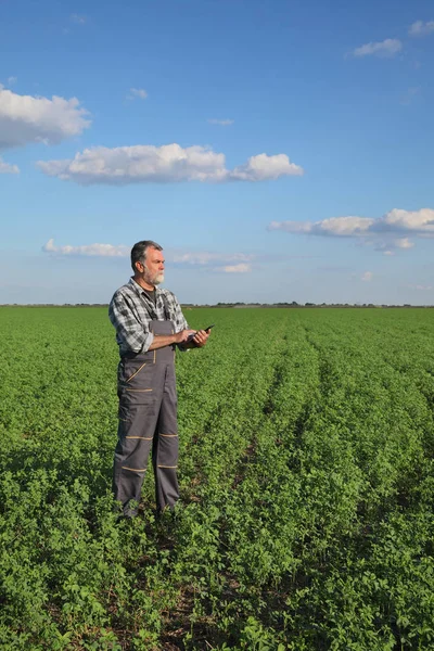 Agricultor Agrónomo Examinar Planta Trébol Campo Utilizando Tableta — Foto de Stock