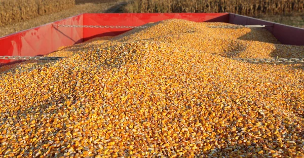 Tarım Mısır Hasat Kırpma Treyler Alan Seçici Odak Yığını — Stok fotoğraf