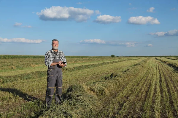 Çiftçi Ziraat Mühendisi Incelemek Yonca Bitki Alanında Hasattan Sonra Tablet — Stok fotoğraf