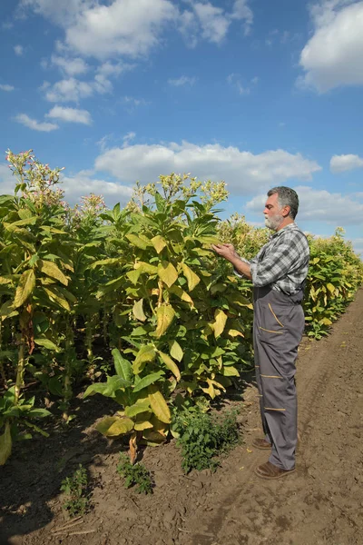 Agricoltore Agronomo Esaminano Fioritura Della Pianta Del Tabacco Campo — Foto Stock