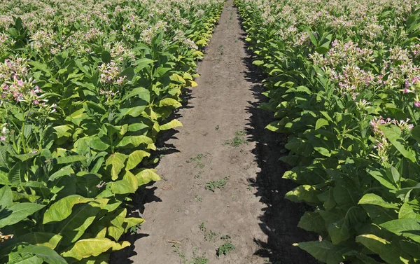 Virágzó Zöld Dohány Növények Területén — Stock Fotó