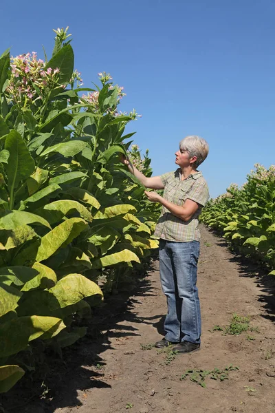 女性农民或农艺师检查字段中的一朵朵烟草植物 — 图库照片