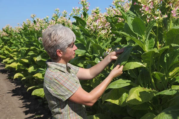 Agricoltrice Agronomo Esaminano Fioritura Della Pianta Del Tabacco Campo — Foto Stock