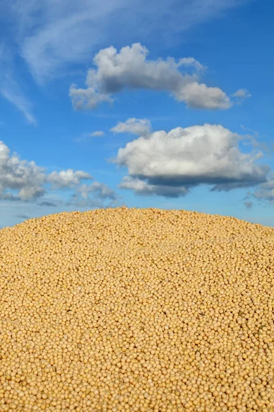 空と雲 セレクティブ フォーカスと収穫後の大豆のヒープ — ストック写真