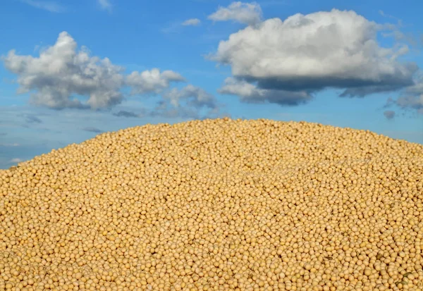 Heap Soy Bean Harvest Sky Clouds Selective Focus — Stock Photo, Image