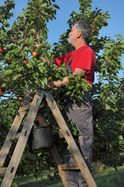 果樹園の木からアプリコットの果物を狩りはしごで半ば大人農家 — ストック写真