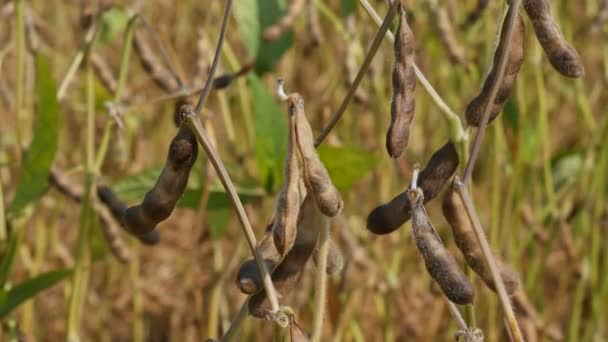 Närbild Soy Bean Växt Fältet Gröda Redo För Skörd — Stockvideo