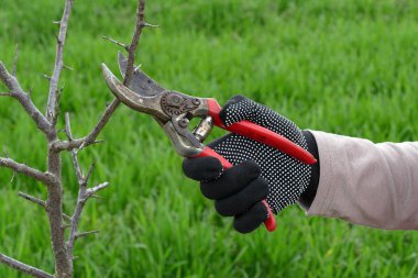 Ağacı meyve bahçesi, seçici odak içinde el Temizleme