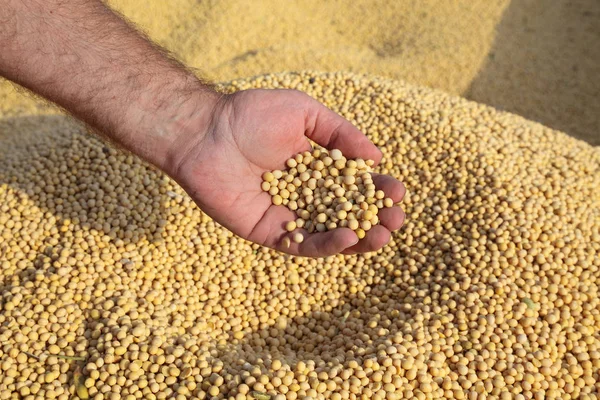 Farmer Hold Soybean Crop Hand Harvest — Stock Photo, Image