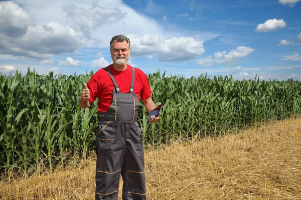 Agrónomo Agricultor Examinan Campo Maíz Utilizando Tableta Gesto Pulgar Hacia — Foto de Stock