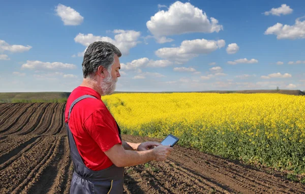 Agronomist Farmer Examine Blooming Canola Field Using Tablet — Stock Photo, Image