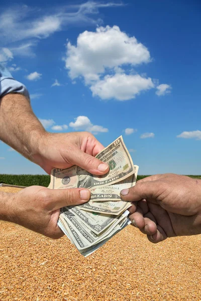 农民和买家手中持有美元钞票 小麦作物背景 — 图库照片