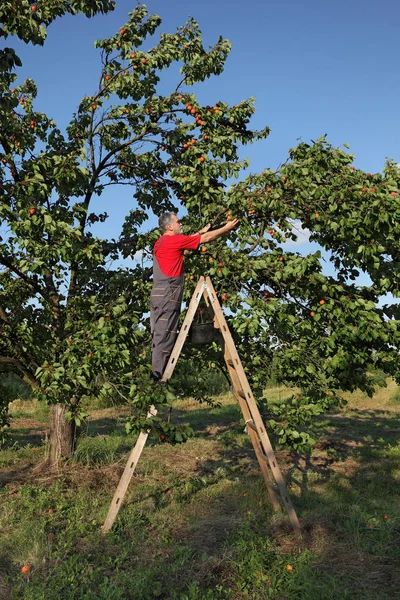 Agricultor Adulto Medio Escalera Recogiendo Fruta Albaricoque Del Árbol Huerto — Foto de Stock