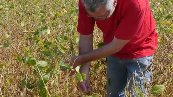 Agricultor Agrónomo Examinando Campo Plantas Soja Finales Del Verano Imágenes — Vídeos de Stock