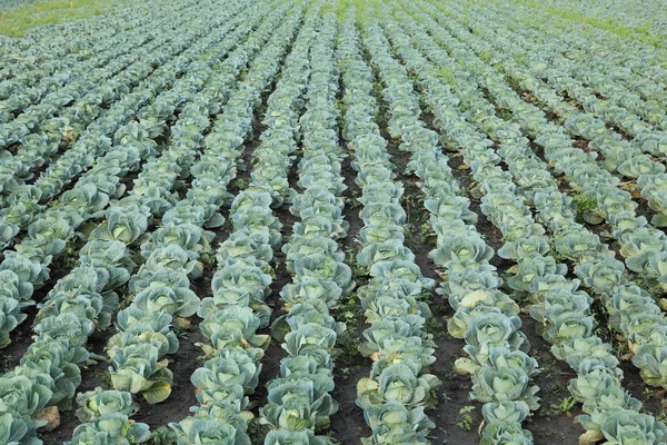 秋には 収穫の準備ができての有機キャベツ畑 — ストック写真