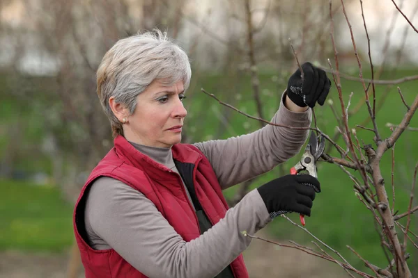 Mid Adult Female Pruning Tree Orchard Selective Focus Face — Stock Photo, Image