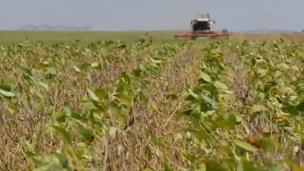 Planta Soja Campo Colheitadeira Foco Seletivo Plantas — Vídeo de Stock