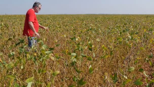 Bonde Eller Agronom Undersöker Sojabönor Växter Fältet Slutet Sommaren Film — Stockvideo