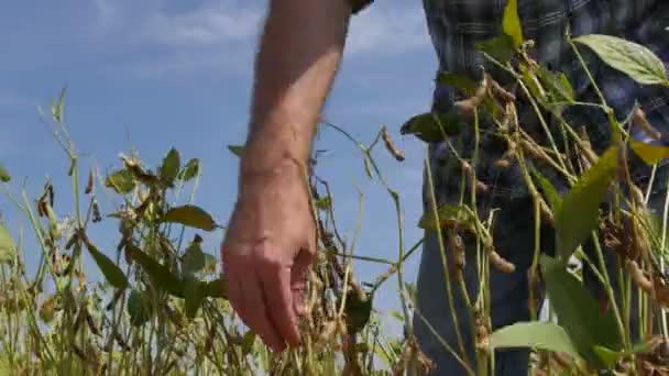 Rolnik Lub Agronom Badanie Pola Roślin Soi Późnym Latem Materiału — Wideo stockowe