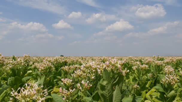 Blommande Tobaksplantor Fält Med Himmel Och Moln Sensommaren — Stockvideo