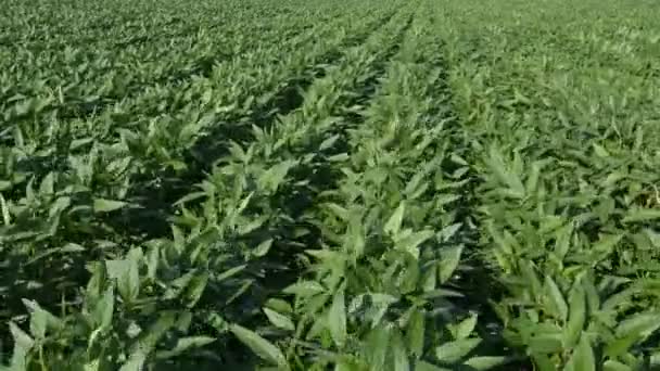 グリーンは風が吹いて 映像フィールドで大豆豆植物を栽培 — ストック動画