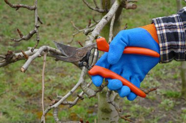 Budama ağacın meyve bahçesi, closeup el ve araç