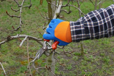 Budama ağacın meyve bahçesi, closeup el ve araç