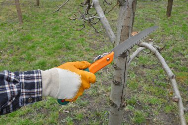 Orchard, closeup el el testeresi aracını kullanarak ağaç budama