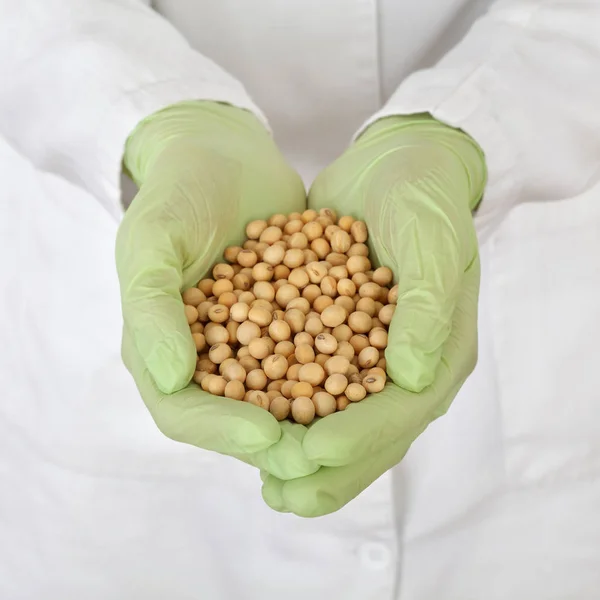 Human Hands Gloves Holding Heap Soy Bean Sample Genetic Testing — Stock Photo, Image