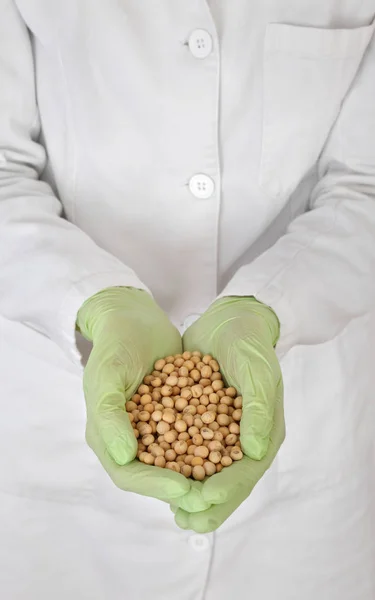 人手在拿着一堆大豆的手套 基因测试样本 — 图库照片