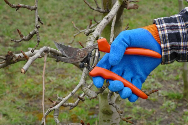 Budama ağacın meyve bahçesi, closeup el ve araç