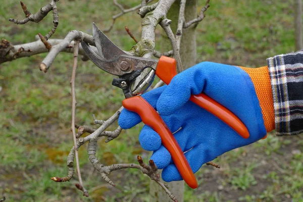 Baumschnitt Obstgarten Nahaufnahme Von Hand Und Werkzeug — Stockfoto