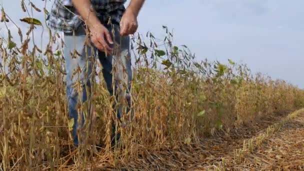 Boer Landbouwingenieur Soja Planten Gebied Onderzoeken Late Zomer Beeldmateriaal — Stockvideo