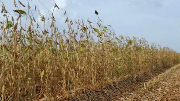 黄豆作物 在野外的植物与多云的天空 准备丰收 — 图库视频影像