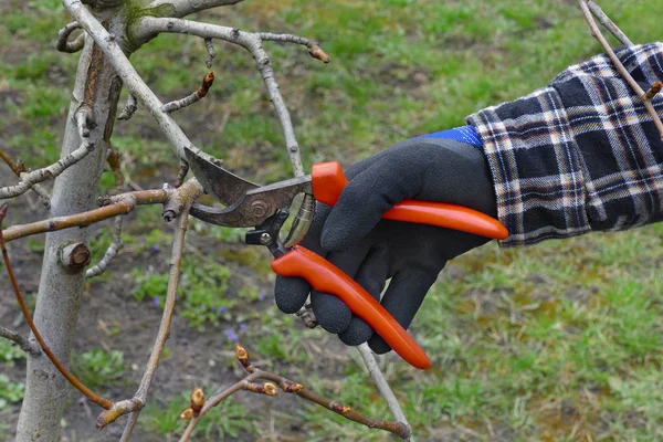 在果园修剪苹果树 手和工具特写 — 图库照片