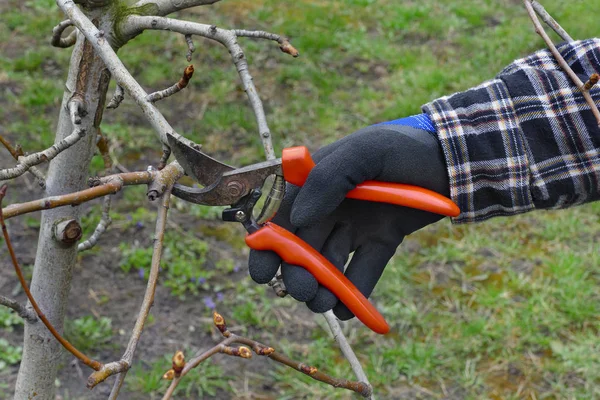 Gyümölcsös Közelkép Kéz Eszköz Almafa Metszés — Stock Fotó