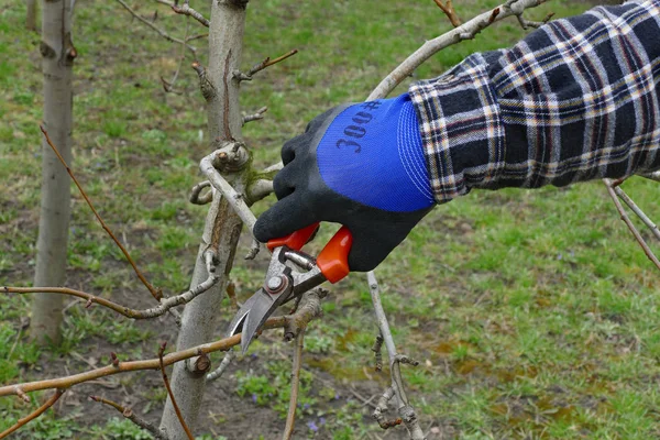 在果园修剪苹果树 手和工具特写 — 图库照片