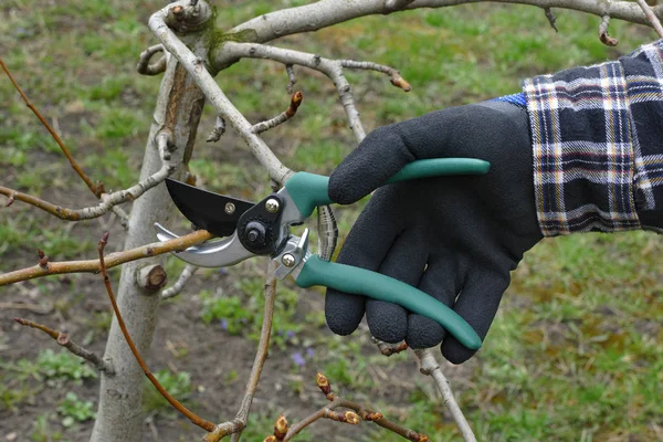 Prořezávání Jabloní Orchard Detailní Záběr Ruce Nástroje — Stock fotografie