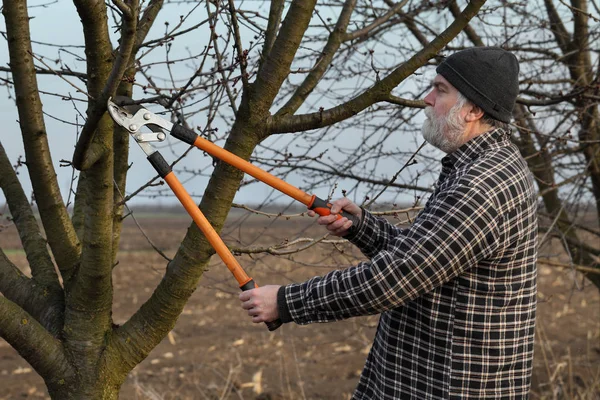 Agricultor Adulto Poda Árvore Pomar Usando Loppers — Fotografia de Stock