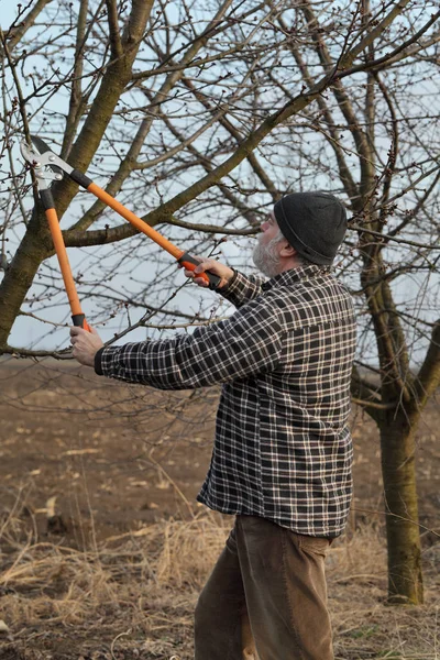 Erwachsener Landwirt Schneidet Baum Obstgarten Mit Astschere — Stockfoto