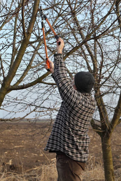 Adult Farmer Pruning Tree Orchard Using Loppers — Stock Photo, Image