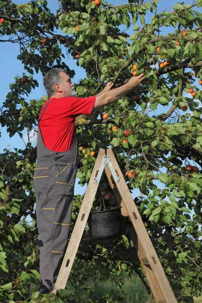 Agricultor Adulto Medio Escalera Recogiendo Fruta Albaricoque Del Árbol Huerto — Foto de Stock