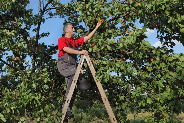 Agricultor Adulto Medio Escalera Recogiendo Fruta Albaricoque Del Árbol Huerto — Foto de Stock