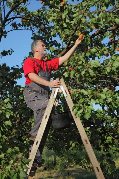 Polovina Dospělých Farmář Žebřík Nějaké Meruňkový Ovoce Stromu Sadech — Stock fotografie
