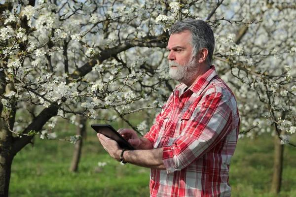 Agronomist Farmer Examine Blooming Plum Trees Orchard Using Tablet — Stock Photo, Image