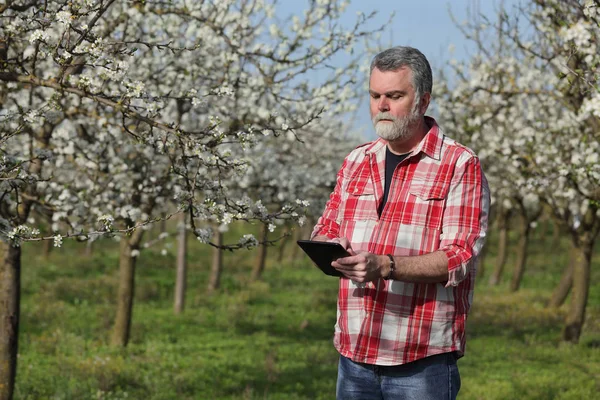 Landbouwingenieur Landbouwer Onderzoeken Bloeiende Pruim Bomen Boomgaard Met Behulp Van — Stockfoto