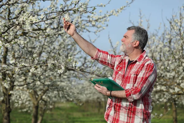 Agronom Eller Bonden Undersöka Blommande Plommonträd Orchard — Stockfoto