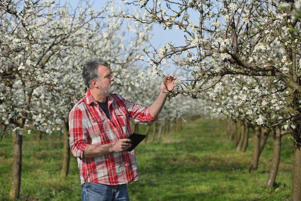 Agronomist Farmer Examine Blooming Plum Trees Orchard Using Tablet — Stock Photo, Image