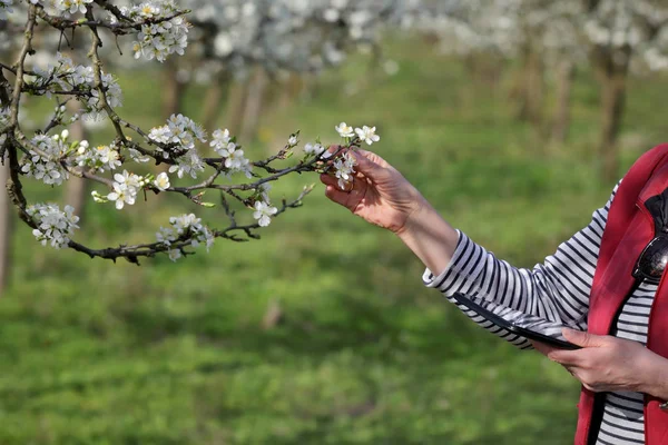 Agronomo Agricoltore Esaminare Prugne Fiore Nel Frutteto Utilizzando Tablet Messa — Foto Stock